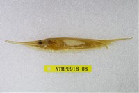 藏品(條紋鰕魚)的圖片